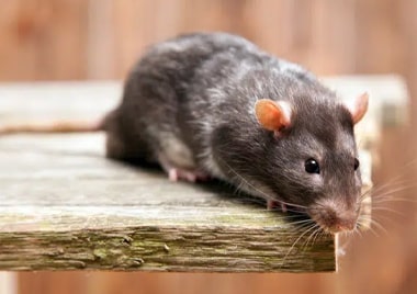 mice pest control service hobart