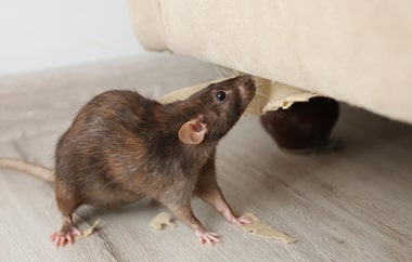 mouse control services in hobart