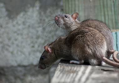 rat and rodent pest control service in hobart