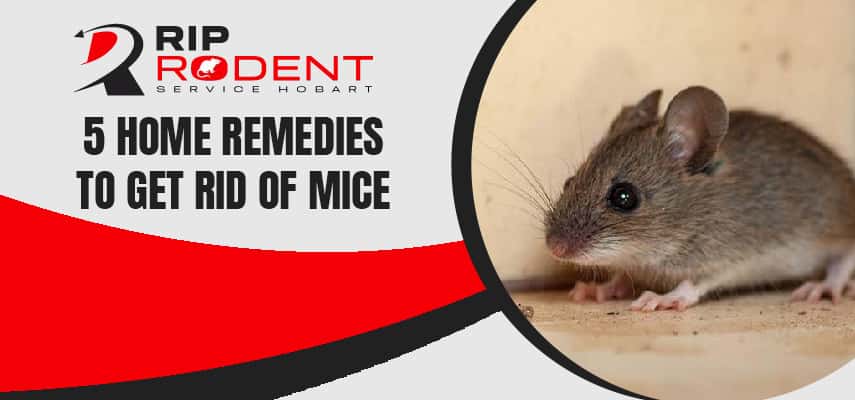 5 Home Remedies To Get Rid Of Mice